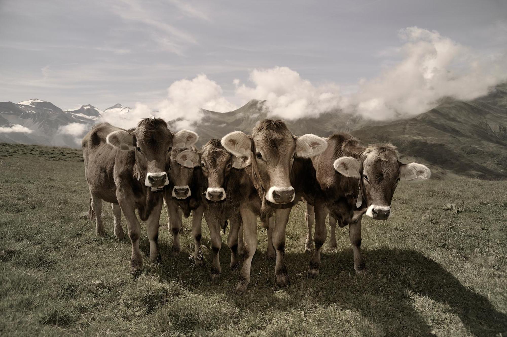 Alma Mayrhofen